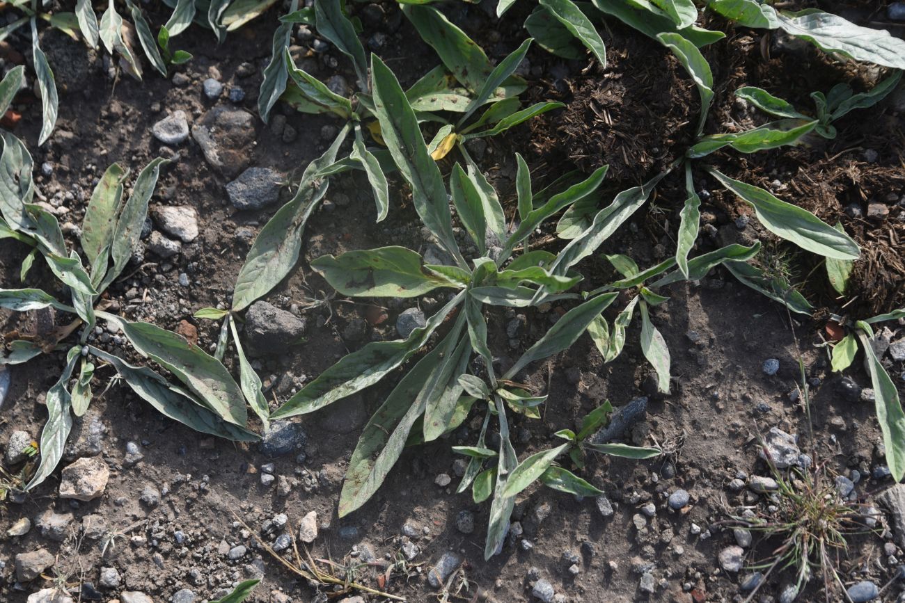 Image of Convolvulus lineatus specimen.