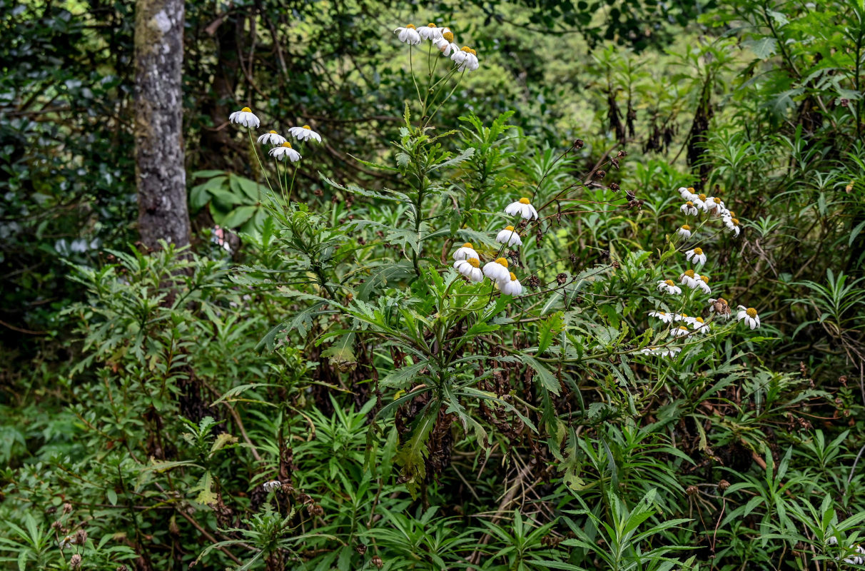 Изображение особи Argyranthemum pinnatifidum.