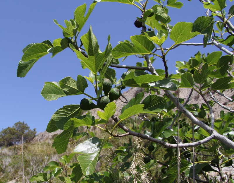 Изображение особи Ficus carica.