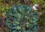 Peltigera horizontalis. Таллом на почве среди мха и хвои. Свердловская обл., окр. г. Заречный, сосново-берёзовый лес, обочина грунтовой дороги. 29.07.2025.