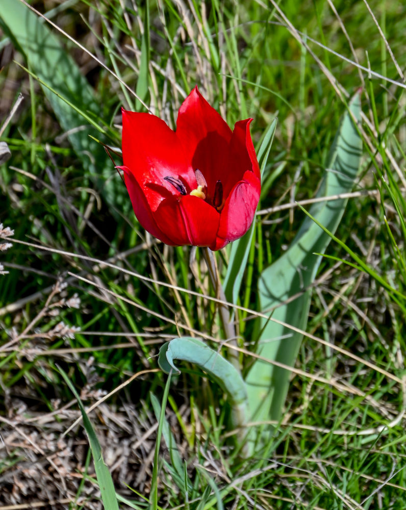 Image of Tulipa suaveolens specimen.