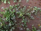 Nasturtium officinale. Цветущие растения в сообществе с Azolla sp. Узбекистан, Ташкентская обл., Бостанлыкский р-н, окр. г. Газалкент, дол. р. Чирчик, мелководье. 21.04.2025.