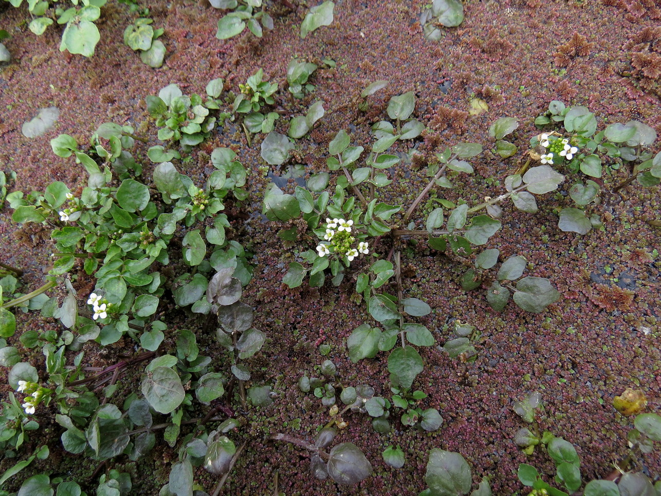 Image of Nasturtium officinale specimen.