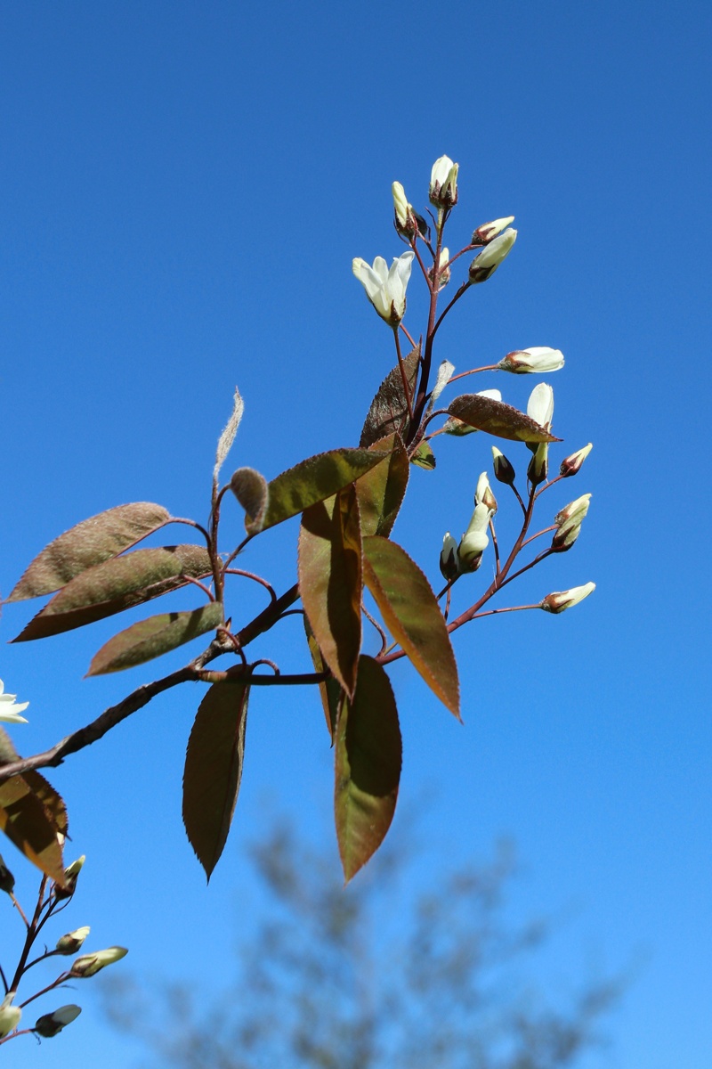 Image of Amelanchier canadensis specimen.