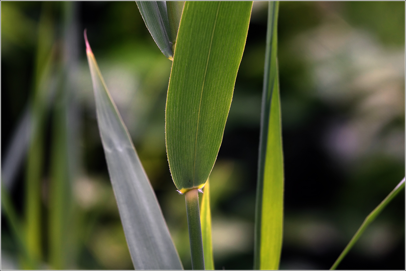 Изображение особи Phragmites australis.
