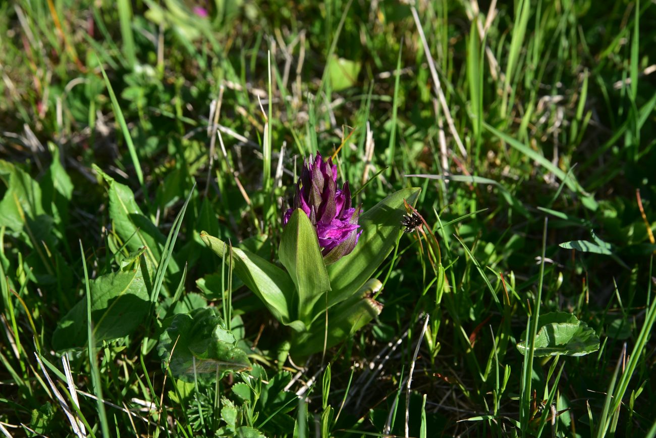 Image of genus Dactylorhiza specimen.