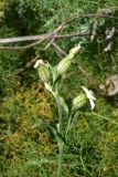 Melandrium latifolium. Верхушка отцветающего растения. Грузия, край Самцхе-Джавахети, Аспиндзский муниципалитет, самый край Ахалкалакского плоскогорья, окр. с. Саро, выс. ок. 1450 м н.у.м., луг. 8 июня 2026 г.