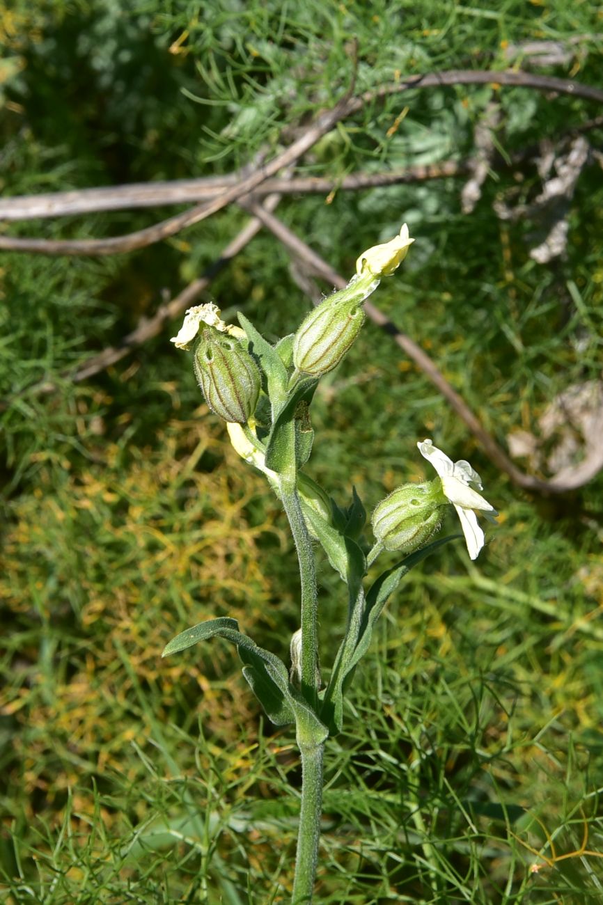 Image of Melandrium latifolium specimen.