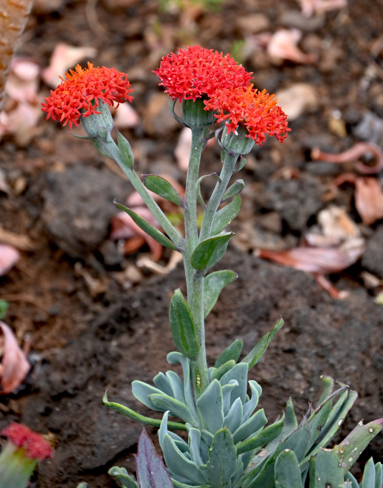 Image of Kleinia fulgens specimen.