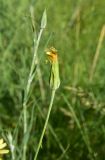 genus Tragopogon
