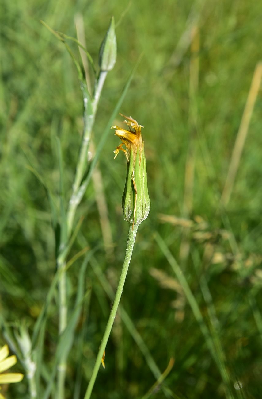 Image of genus Tragopogon specimen.