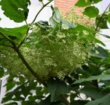 Смотреть изображение Aralia elata
