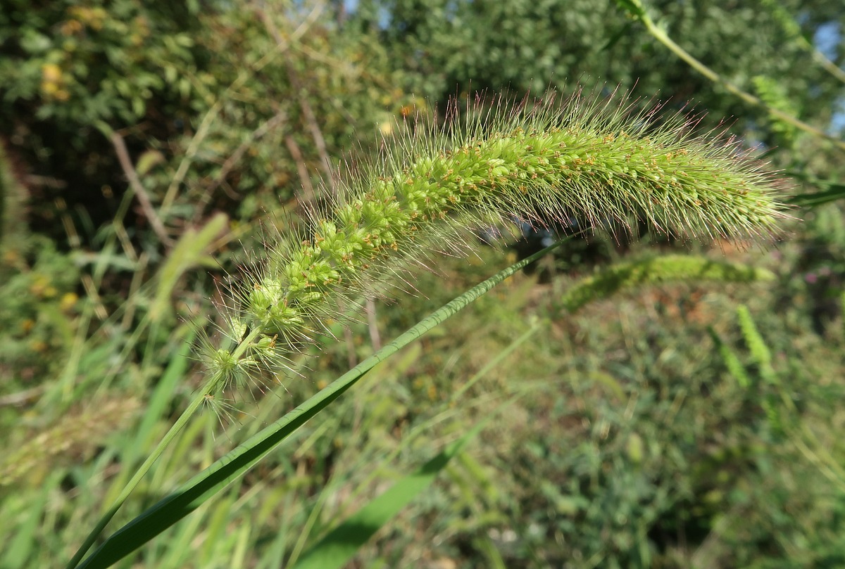 Image of Setaria verticilliformis specimen.