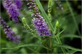 Veronica longifolia. Верхушка растения с бутонизируюшими и раскрывшимися соцветиями. Московская обл., Раменский р-н, окр. дер. Хрипань, садовый участок. 10.07.2026.
