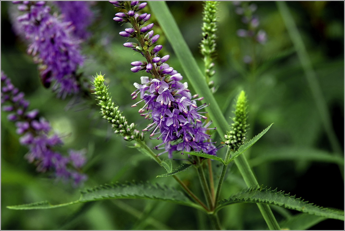 Image of Veronica longifolia specimen.
