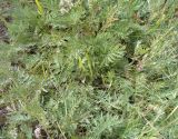 genus Artemisia. Прикорневые листья. Армения, Ширакская обл., гора Артени, склон горы с хорошим увлажнением. 16.07.2023.