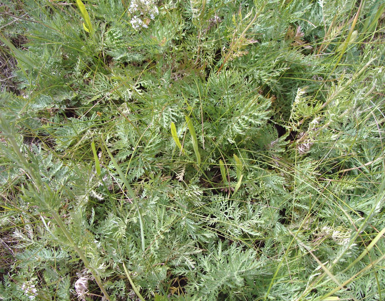 Image of genus Artemisia specimen.