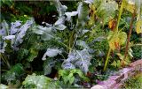 Brassica oleracea