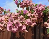 род Bougainvillea