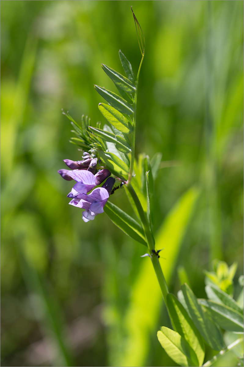 Image of Vicia sepium specimen.