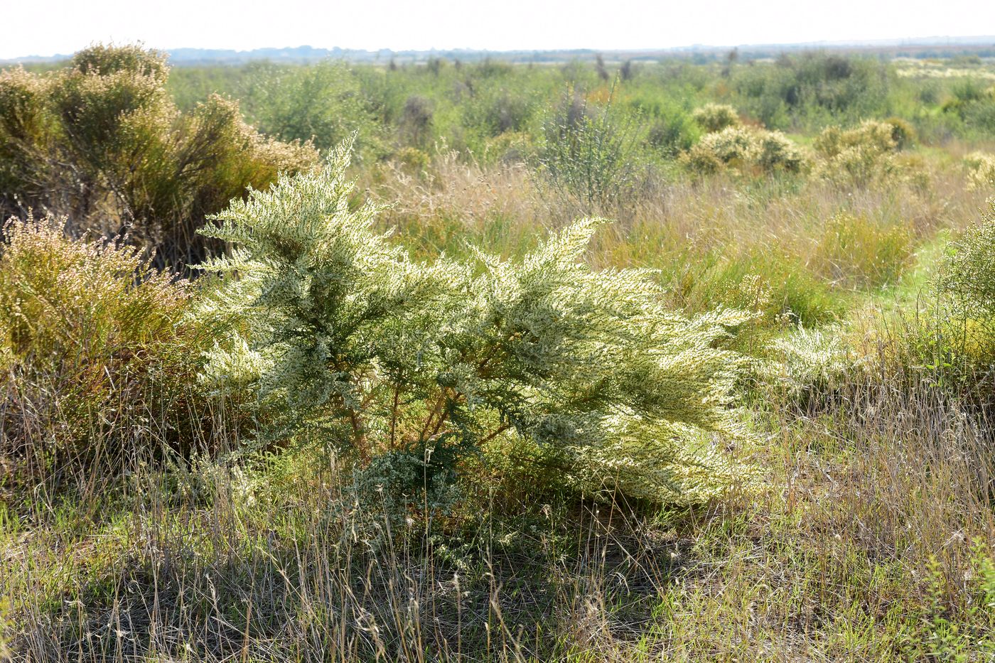 Image of Salsola dendroides specimen.