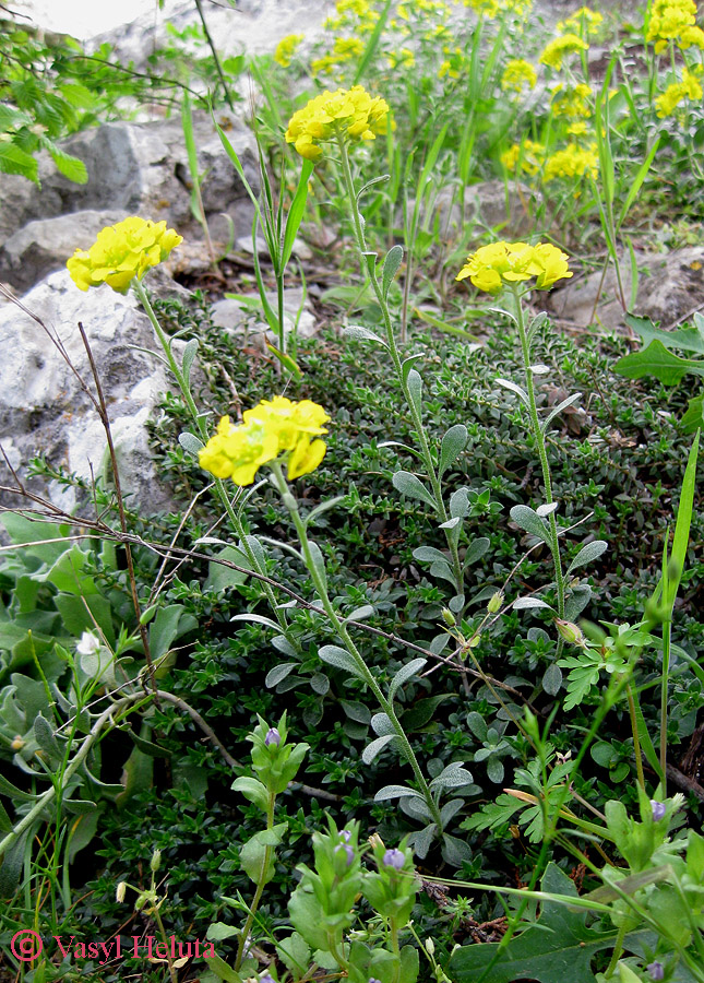 Image of Alyssum calycocarpum specimen.