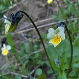 Viola arvensis