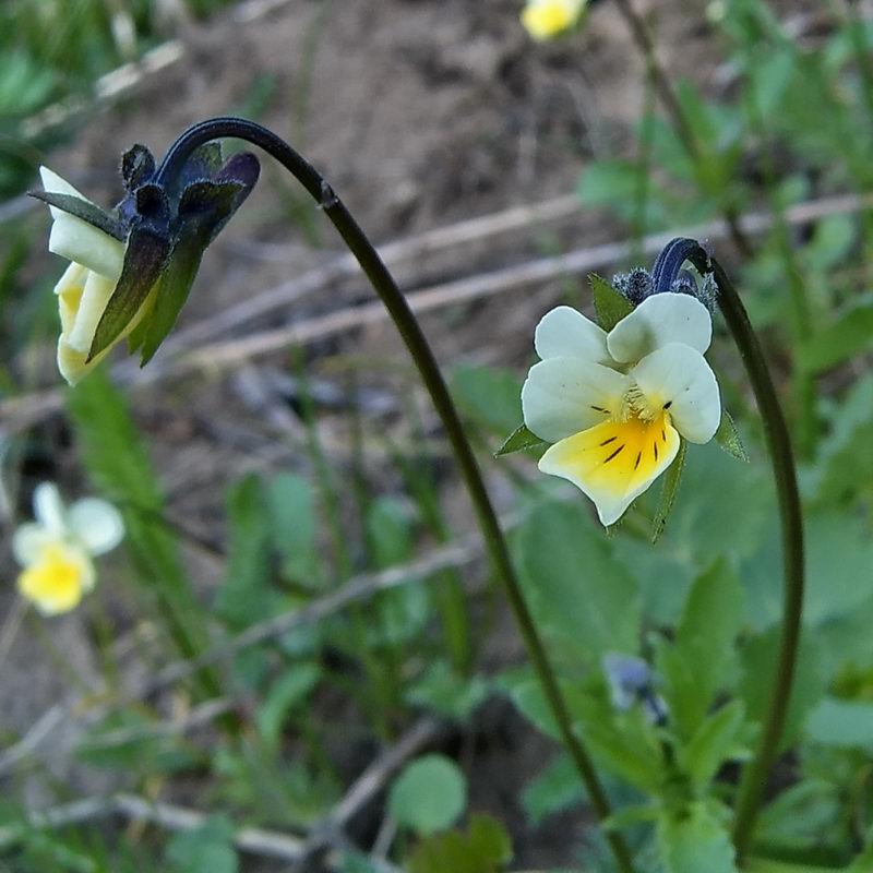 Image of Viola arvensis specimen.