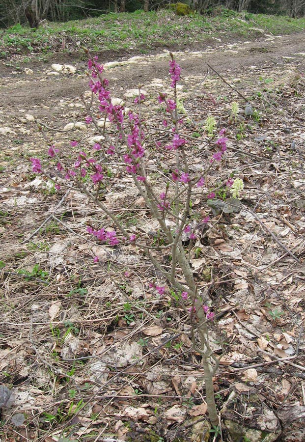 Изображение особи Daphne mezereum.