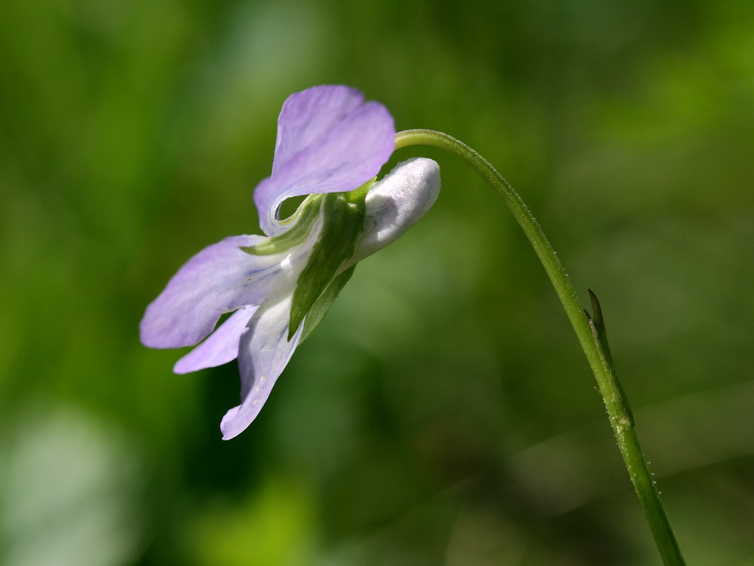 Изображение особи Viola riviniana.