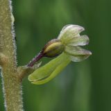 Listera ovata. Цветок. Ленинградская обл., Гатчинский р-н, окр. пос. Пудость, луг в заброшенном травертиновом карьере. 25.06.2011.