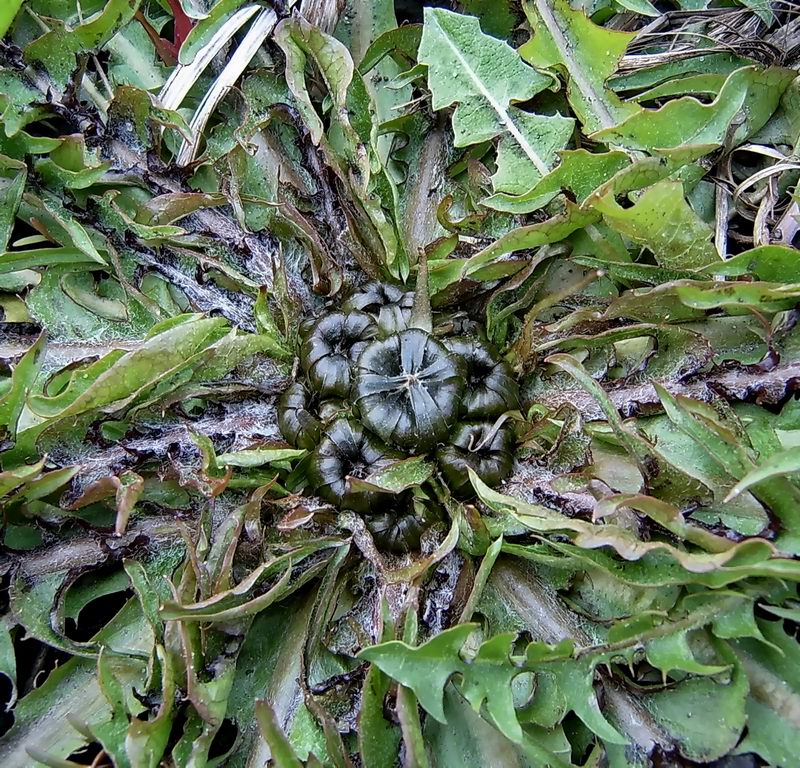 Image of Taraxacum officinale specimen.