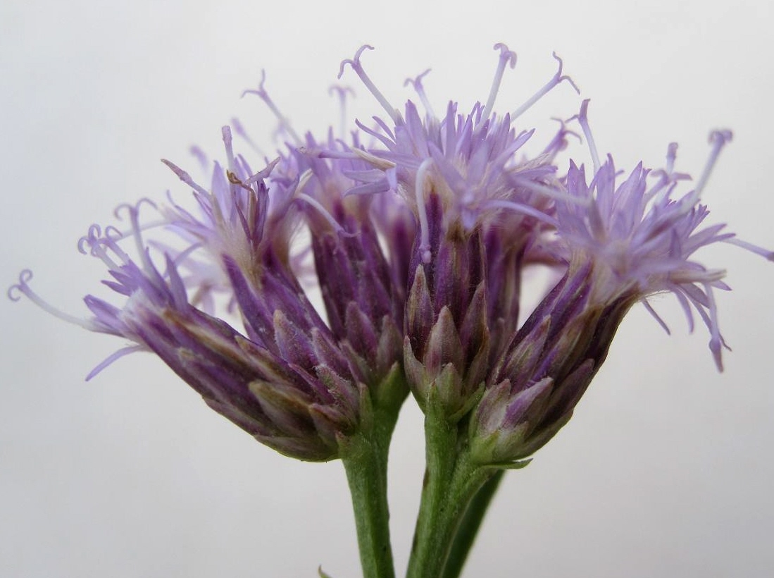 Image of Saussurea salsa specimen.