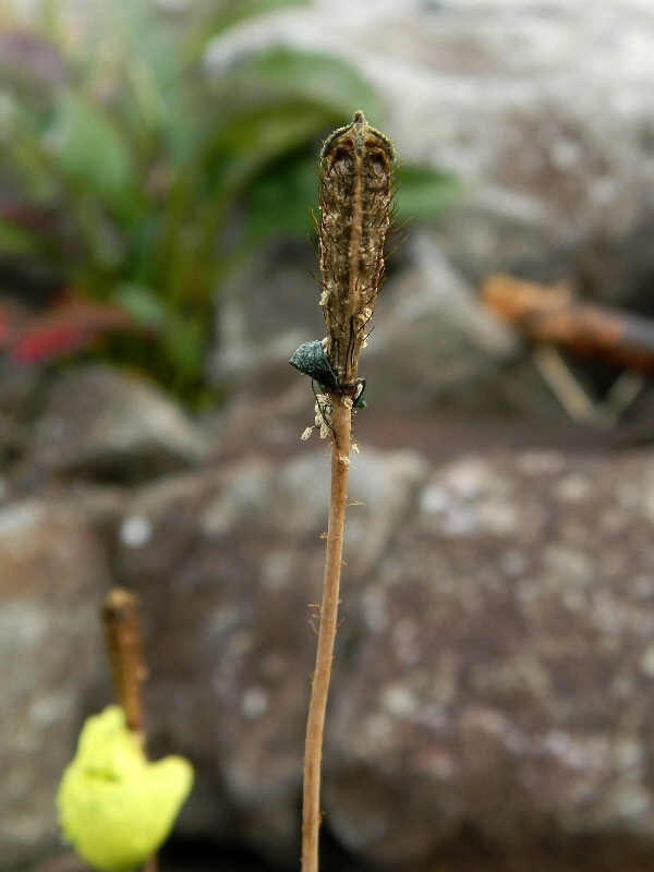 Image of genus Papaver specimen.