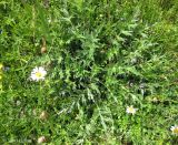 Carlina acaulis