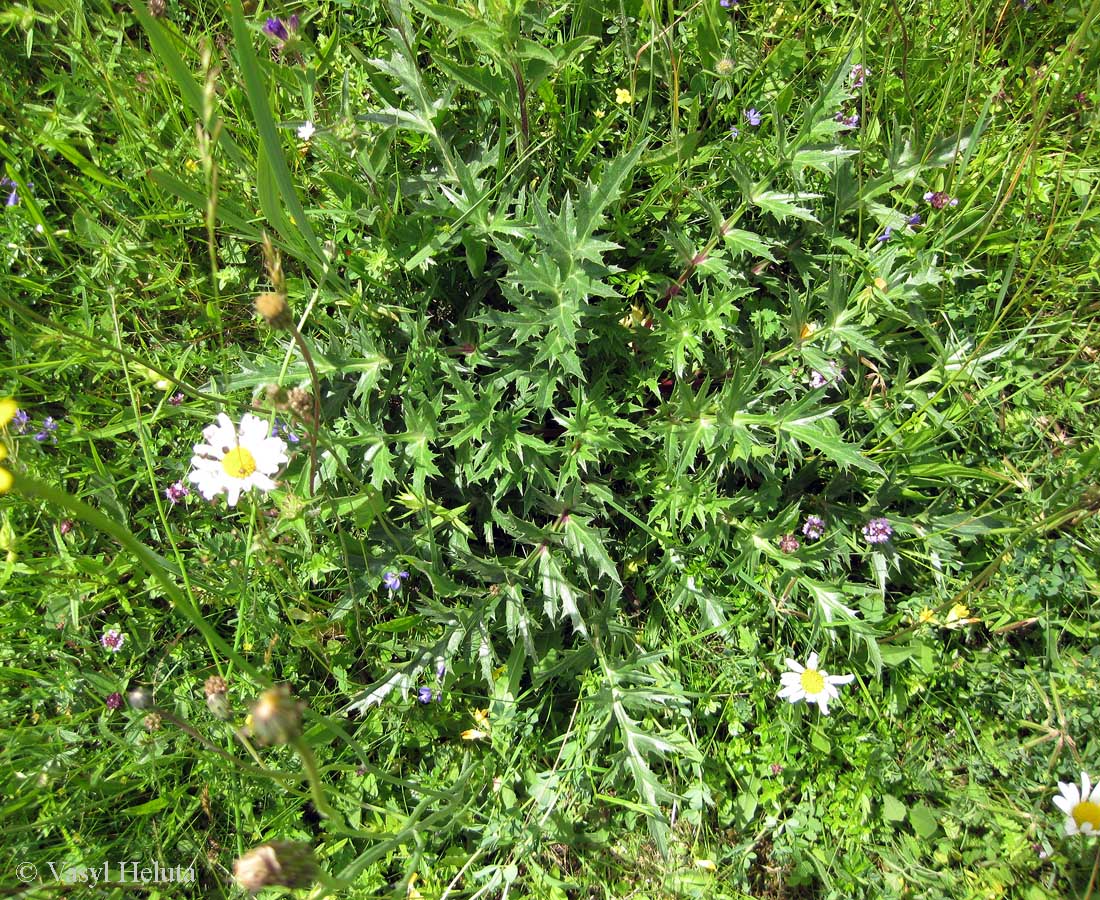 Изображение особи Carlina acaulis.