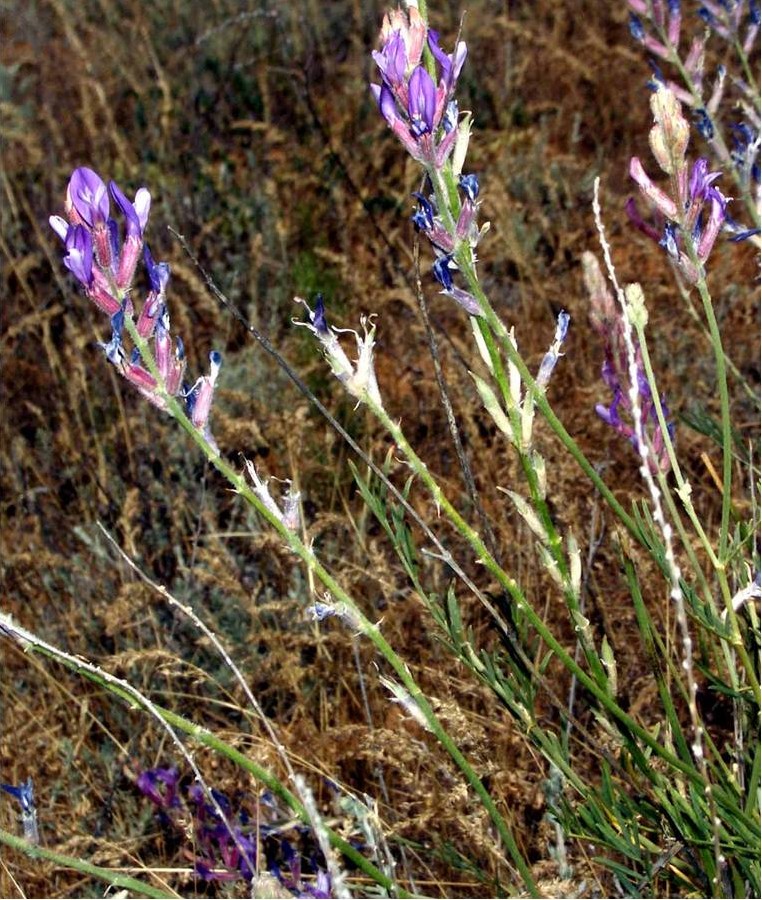 Изображение особи Astragalus astrachanicus.