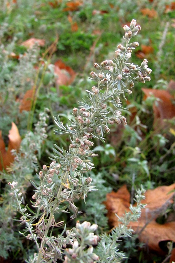 Image of Artemisia austriaca specimen.