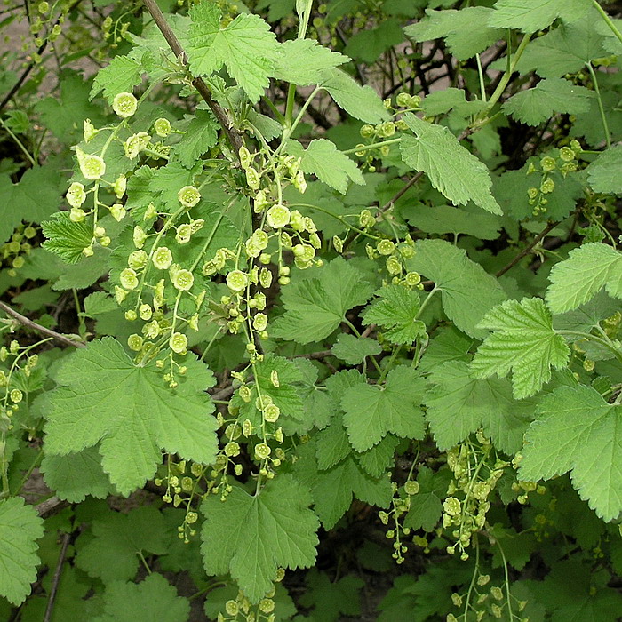 Изображение особи Ribes rubrum.