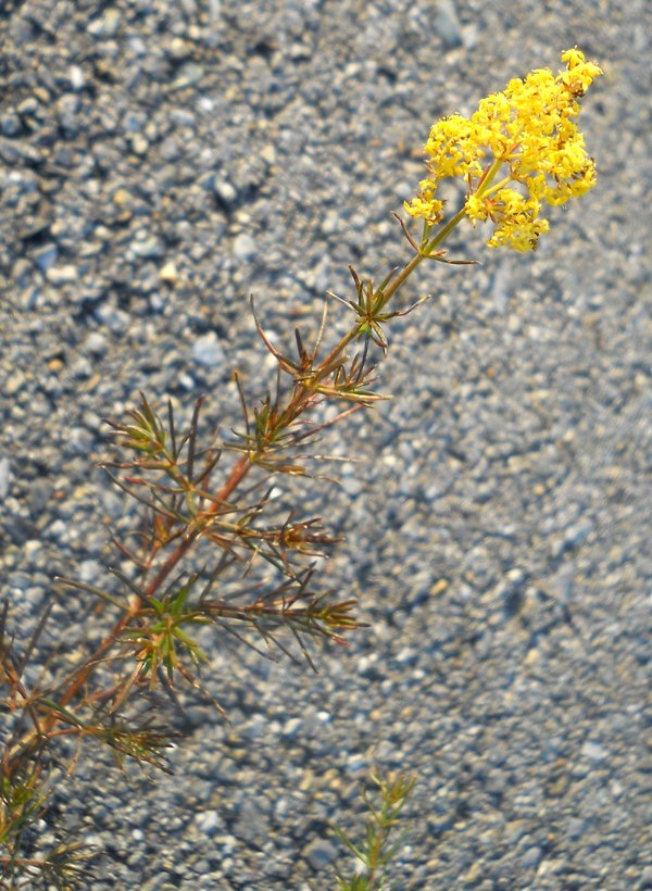 Image of Galium verum specimen.