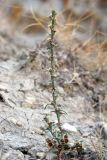 Salsola tamariscina. Плодоносящее растение. Восточный Крым, окр. Коктебеля, мергелистый склон горы Узун-Сырт. 10 октября 2011 г.