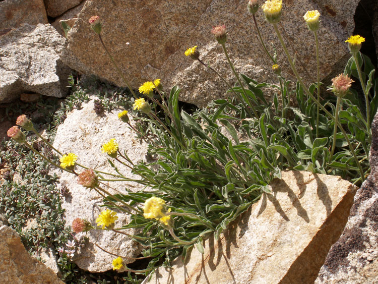 Image of Erigeron cabulicus specimen.