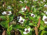 Chamaepericlymenum suecicum