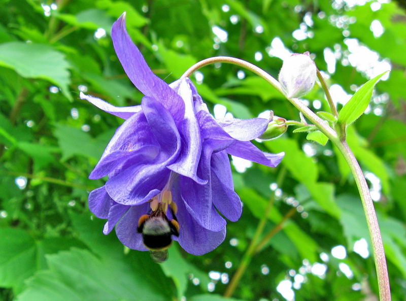 Изображение особи Aquilegia vulgaris.