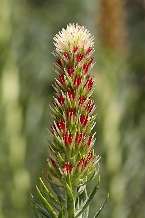 Image of Clementsia semenovii specimen.