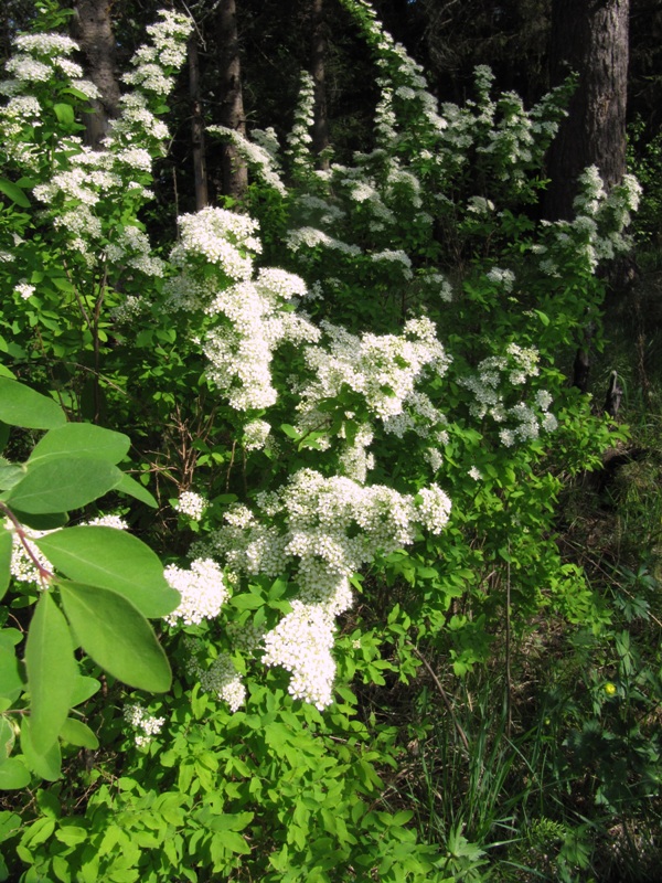 Изображение особи Spiraea media.