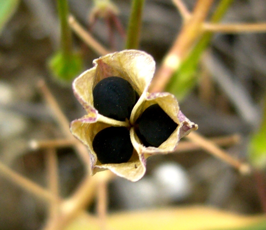 Image of Bellevalia saviczii specimen.