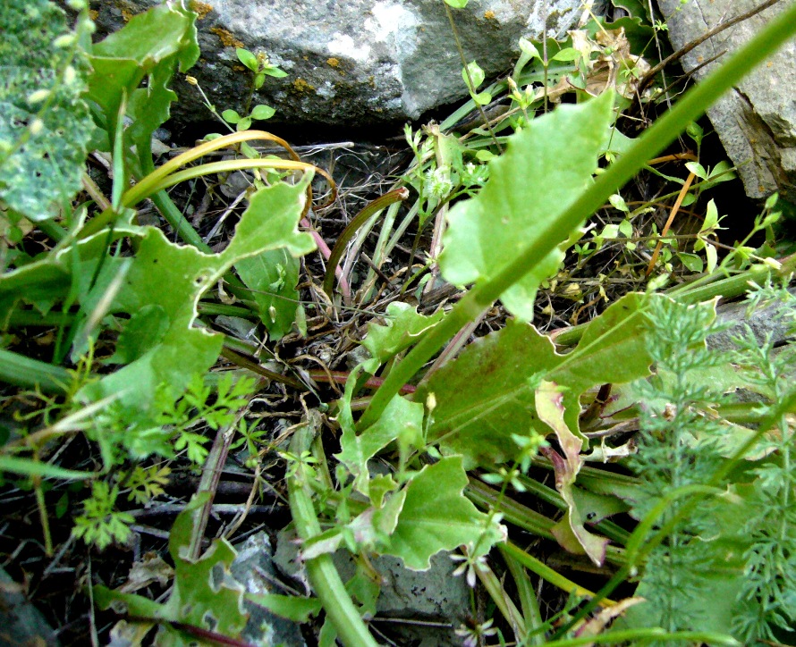 Изображение особи Rumex tuberosus ssp. turcomanicus.