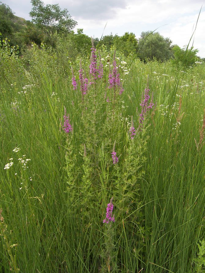 Image of Lythrum salicaria specimen.