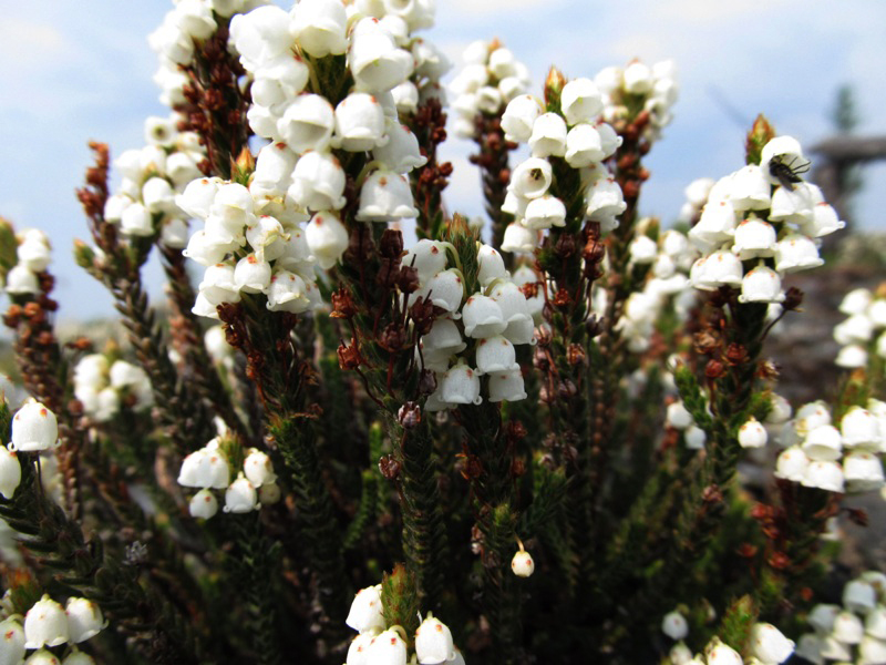 Изображение особи Cassiope tetragona.